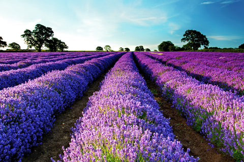 Enhance your spa experience with aromatherapy — Canadian Spa Company UK