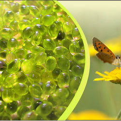 Spa Fragrance Aromatherapy Bead Cartridge - Chamomile Vigour